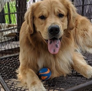 Meet your Posher, Nancu